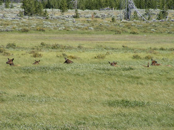 Yellowstone National  Park