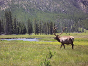 Yellowstone National Park