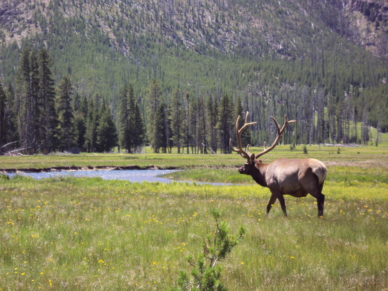 Yellowstone National Park
