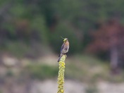 Fort Niobrara National Wildlife Refuge