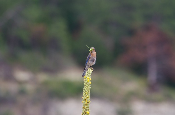 Fort Niobrara National Wildlife Refuge