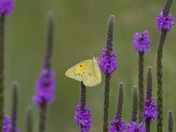 Fort Niobrara National Wildlife Refuge