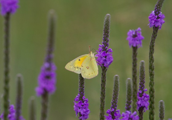 Fort Niobrara National Wildlife Refuge