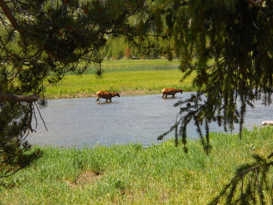 Yellowstone National Park