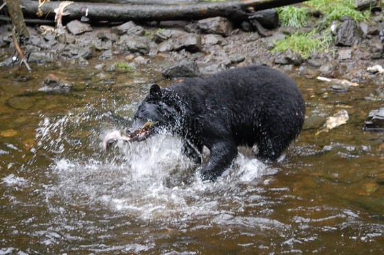 Sitka National Historic Park Alaska