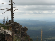 Coconino National Forest