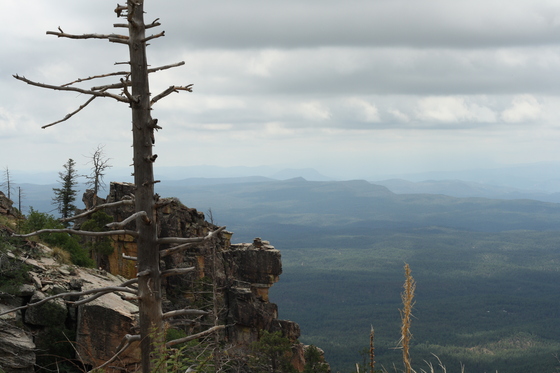 Coconino National Forest