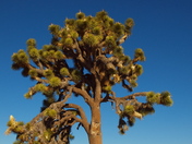 Joshua Tree National Park