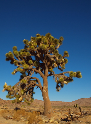 Joshua Tree National Park