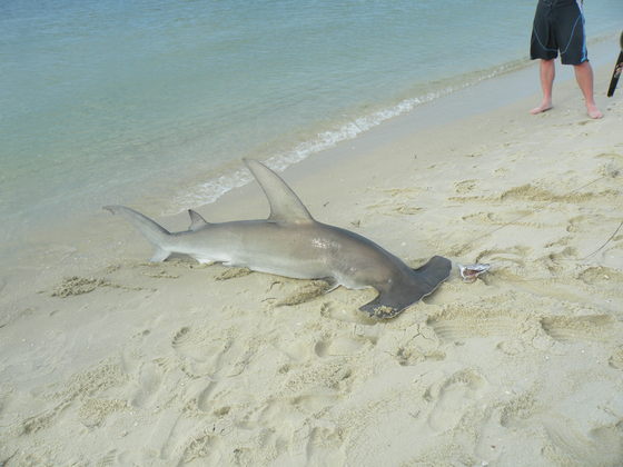 pensacola beach national park