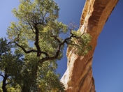 Natural Bridges National Monument