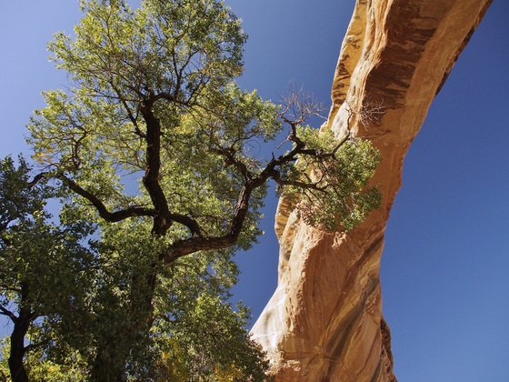 Natural Bridges National Monument