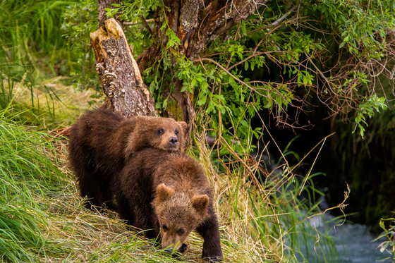 Katmai National Park