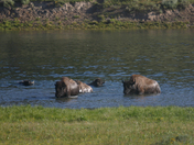 Yellowstone National Park