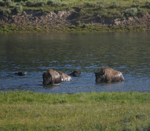 Yellowstone National Park