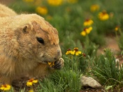 Wichita Mountains WMA