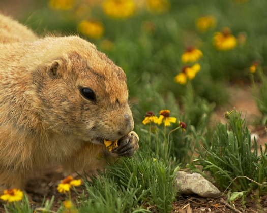Wichita Mountains WMA