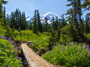 Mount Rainier National Park