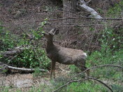 Bandelier National Monument