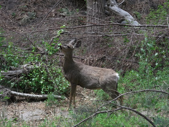 Bandelier National Monument