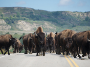 Theodore Roosevelt National Park