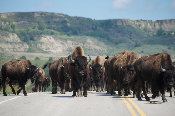 Theodore Roosevelt National Park