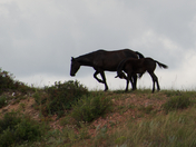 Theodore Roosevelt National Park