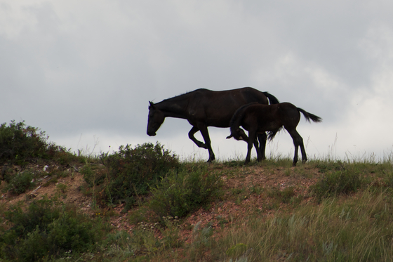 Theodore Roosevelt National Park
