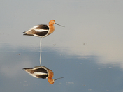 One-legged Avocet