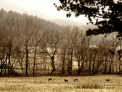 Great Smoky Mountains National Park
