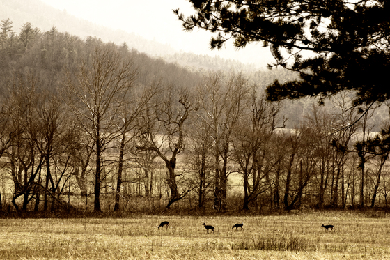 Great Smoky Mountains National Park