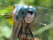 A meal for a dragonfly