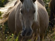Assateague Island National Seashore