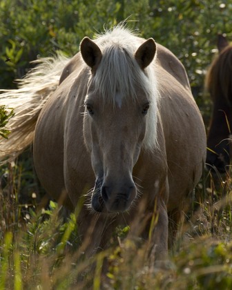 Assateague Island National Seashore