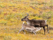 Nunavut Caribou