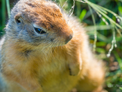 Arctic Ground Squirrel