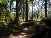 Olympic National Park, Hoh Rainforest