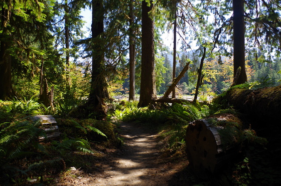 Olympic National Park, Hoh Rainforest