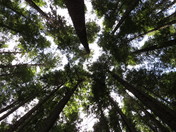 Tongass National Forest, AK