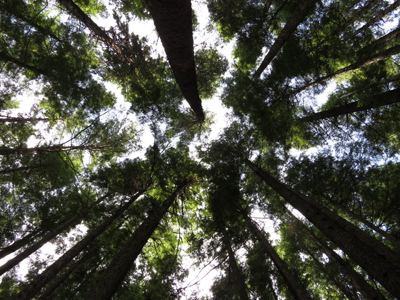 Tongass National Forest, AK