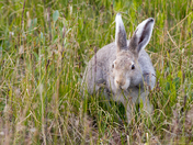 Arctic Hare