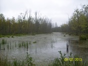 Swamp off old Madoc Road Thurlow Ward