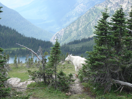 GLACIER NATIONAL PARK