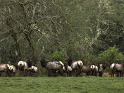 Olympic National Park