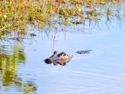 Big Cypress National Preserve