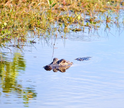 Big Cypress National Preserve
