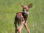 Shenandoah National Park