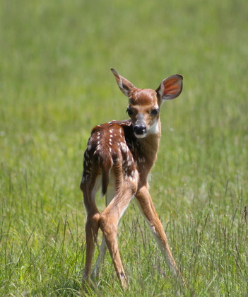 Shenandoah National Park