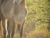 Salt River Recreation Area