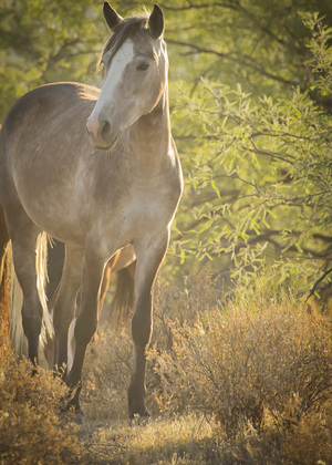 Salt River Recreation Area